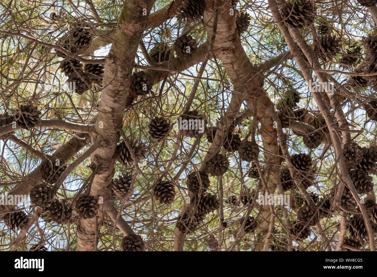 Pino con coni sulla costa rocciosa mediterranea Foto Stock