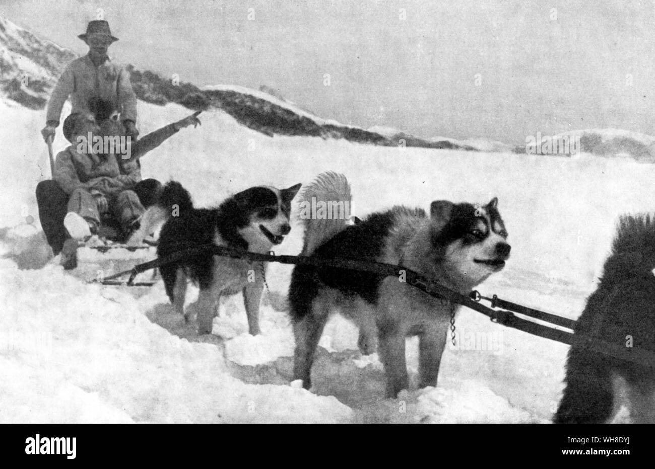 Eskimo Dogs. Foto Stock