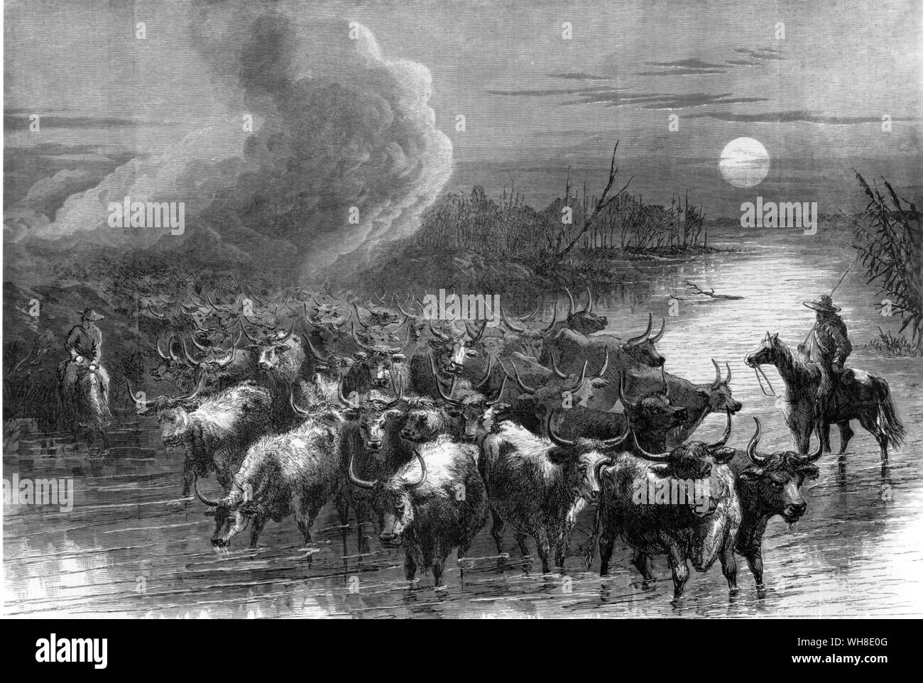 Leader di manzi che attraversa un ruscello. Un branco di bestiame del texas attraversando un flusso 19 ottobre 1867. Foto Stock