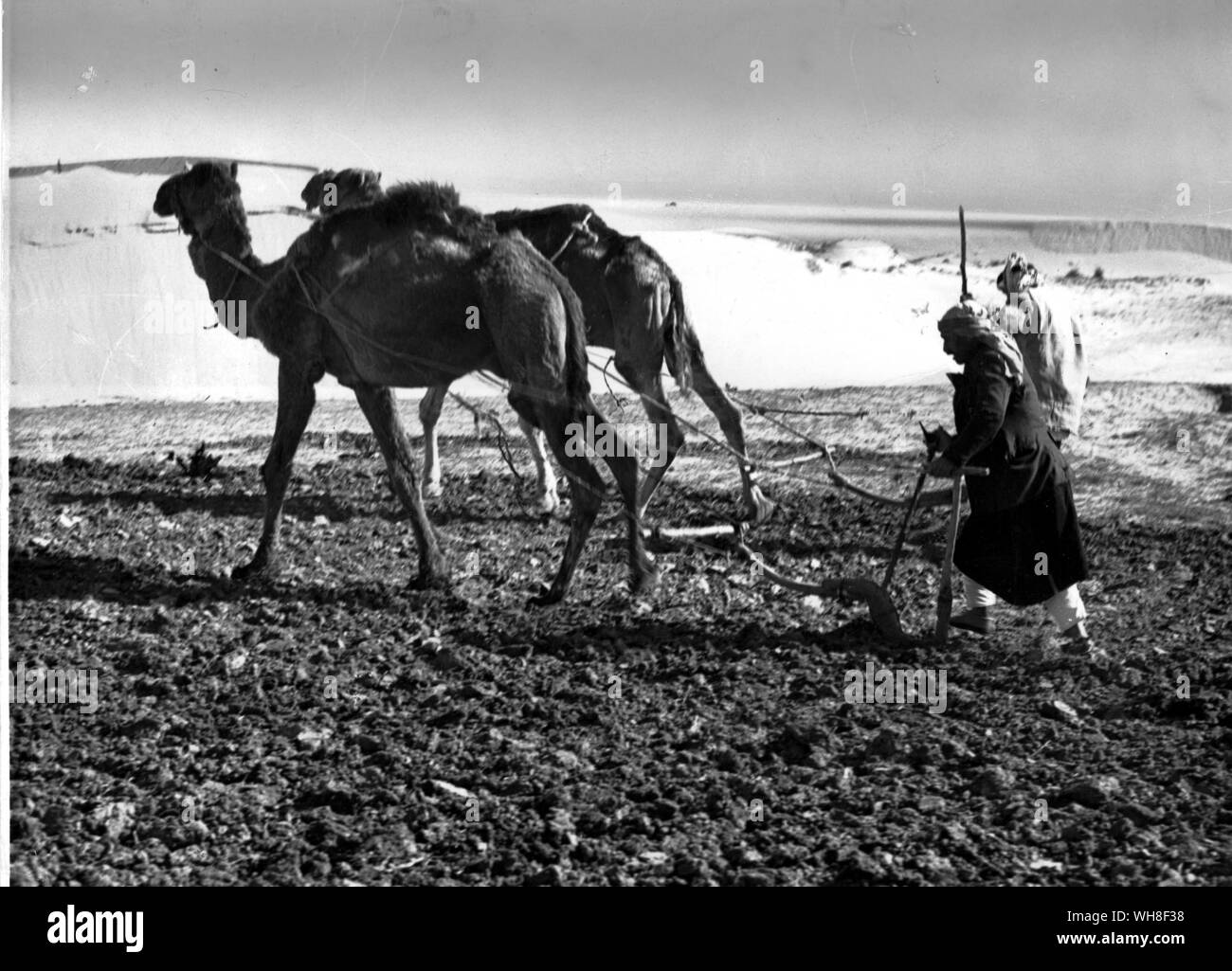 Agricoltura primitiva sull'altro lato del Giordano. Il suolo è solo graffiato la superficie e la granella seminati a mano. Questa operazione viene eseguita prima della venuta di piogge, che raramente falliscono ogni stagione quasi al giorno. Foto Stock