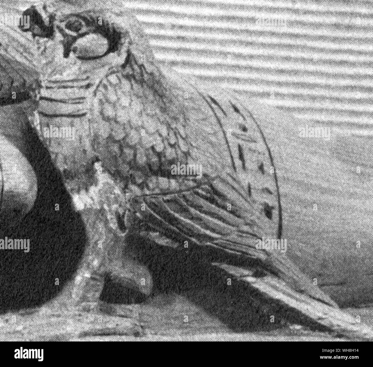 Dettaglio della miniatura effige del re giacente su un catafalco. I tesori di Tutankhamon, il catalogo della mostra da MI E S Edwards, pagina 81. Foto Stock Dettaglio della miniatura effige del re giacente su un catafalco. I tesori di Tutankhamon, il catalogo della mostra da MI E S Edwards, pagina 81. Foto Stock