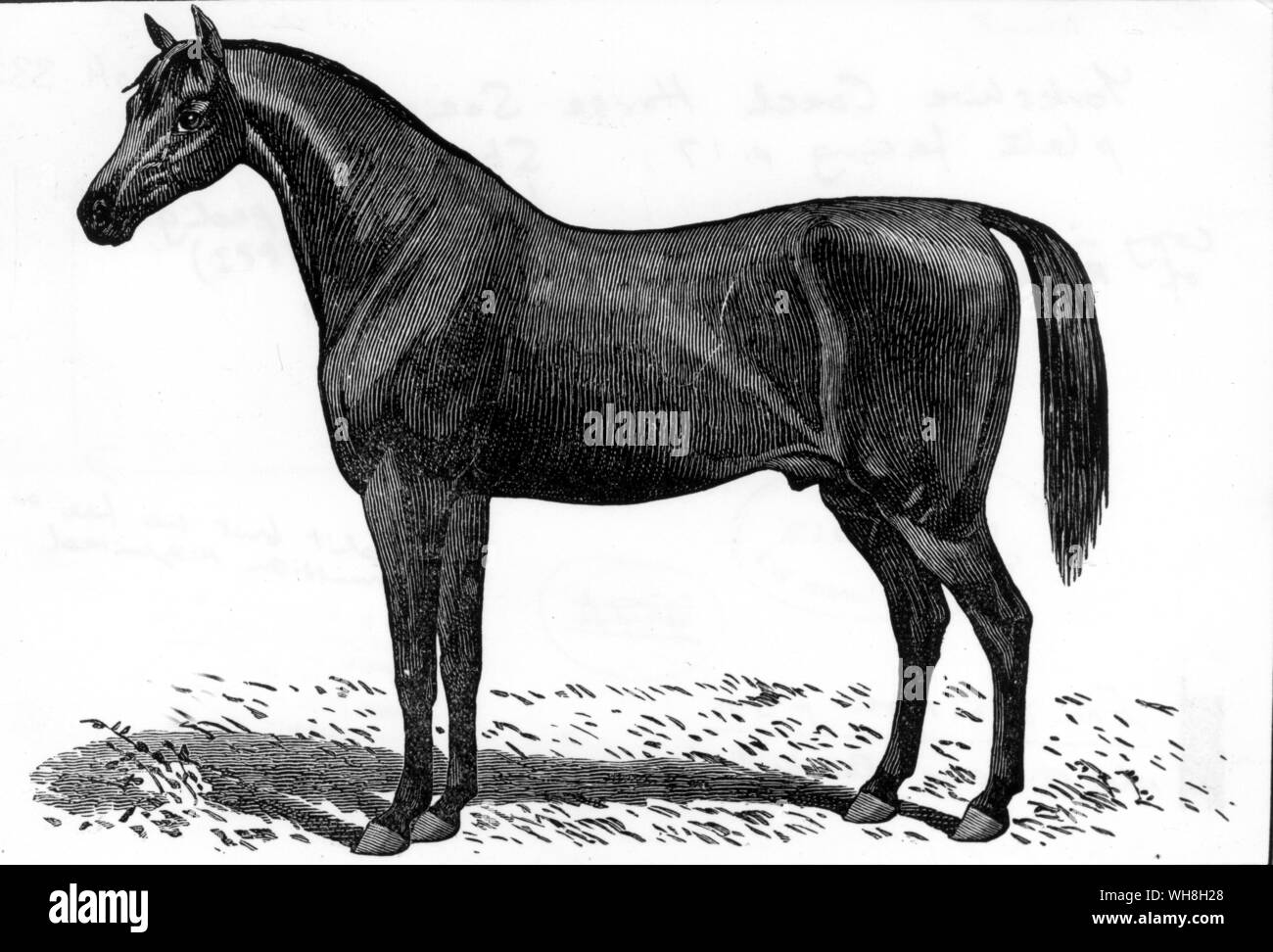 Yorkshire Coach Cavallo 1875. Da enciclopedia del cavallo pagina 335.. . . Foto Stock