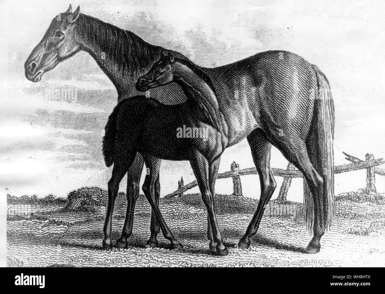 Slamerkin (1769) è stato allevato da James DeLancey II a Bouwerie, importate Wildair (da Machem il sire Cadei) al di fuori di un importate unnamed mare da Cub. Ha vinto quattro anni piastre a Newmarket (S.C.) e Philadelphia nel 1773 prima di andare al prigioniero, dove divenne uno dei più influenti fattrici i nella storia americana. Il suo sire è stata riacquistata dal suo allevatore Edward Leedes nel 1773. La storia delle corse di cavalli da Roger Longrigg, pagina 110-111. Foto Stock