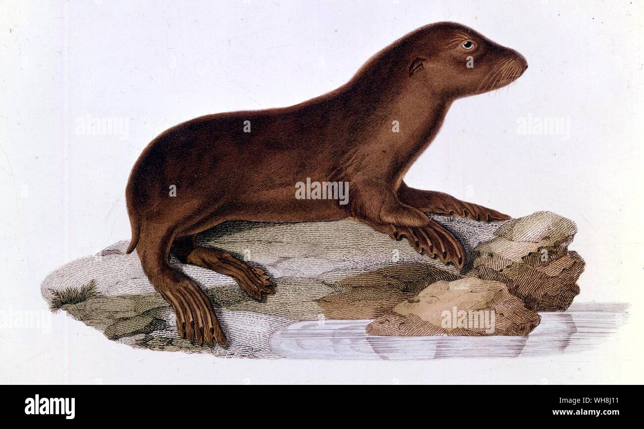 Baby Australian Sea Lion (Neophoca cinerea). Da Darwin e la Beagle da Alan Moorhead, pagina 253. Foto Stock