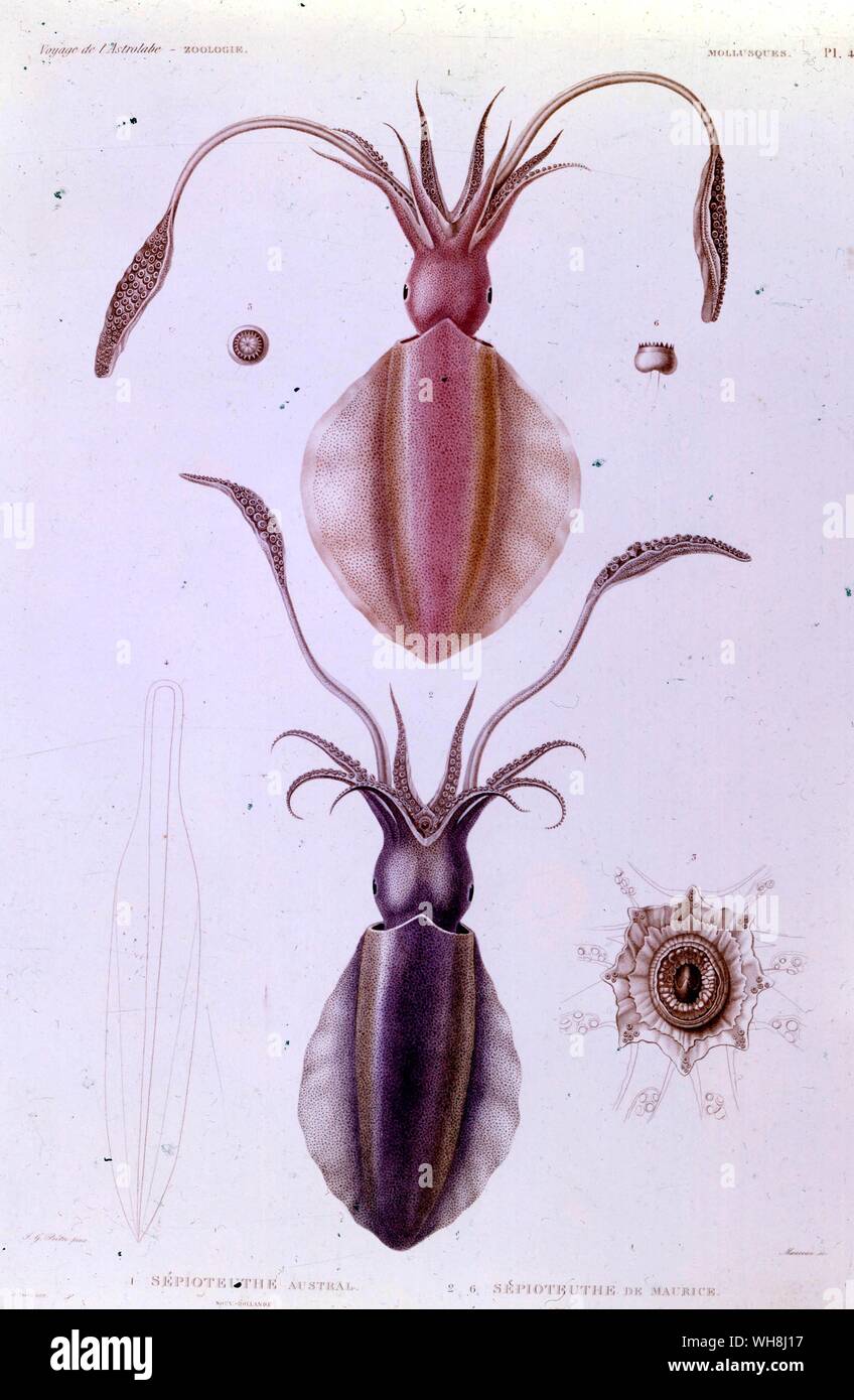 Australiana e calamari Maurizio (Sepiadariidae). Da Darwin e la Beagle da Alan Moorhead. Foto Stock
