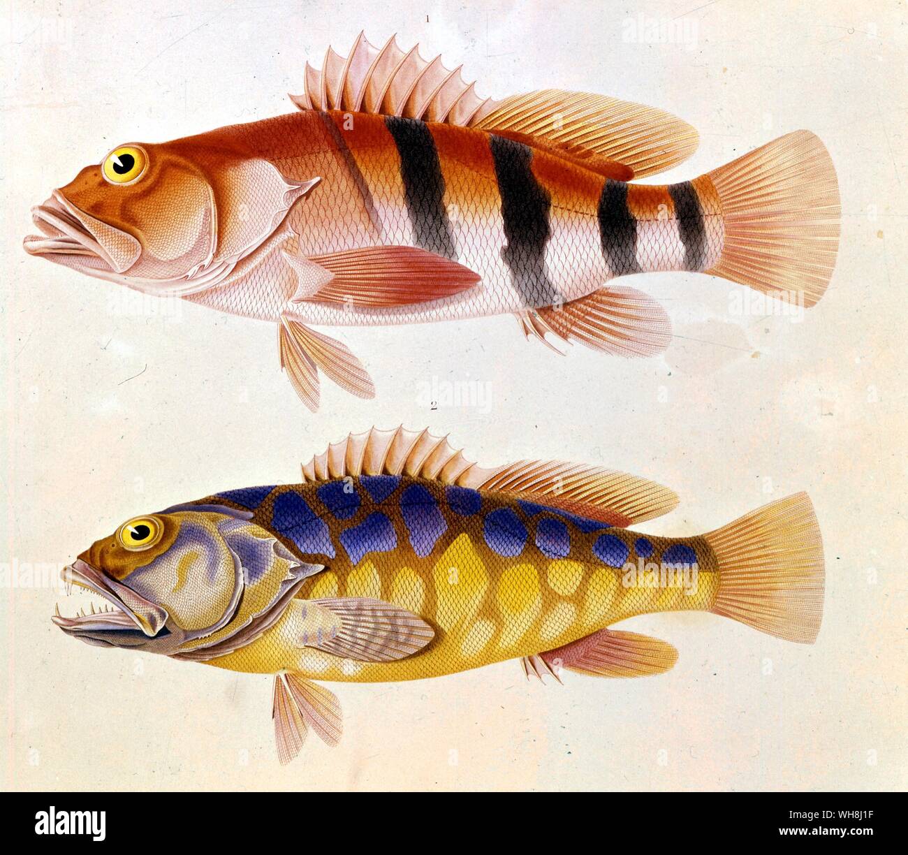 Mare posatoi (Plectropomidae) da King George Sound. Da Darwin e la Beagle da Alan Moorhead, pagina 253. Foto Stock