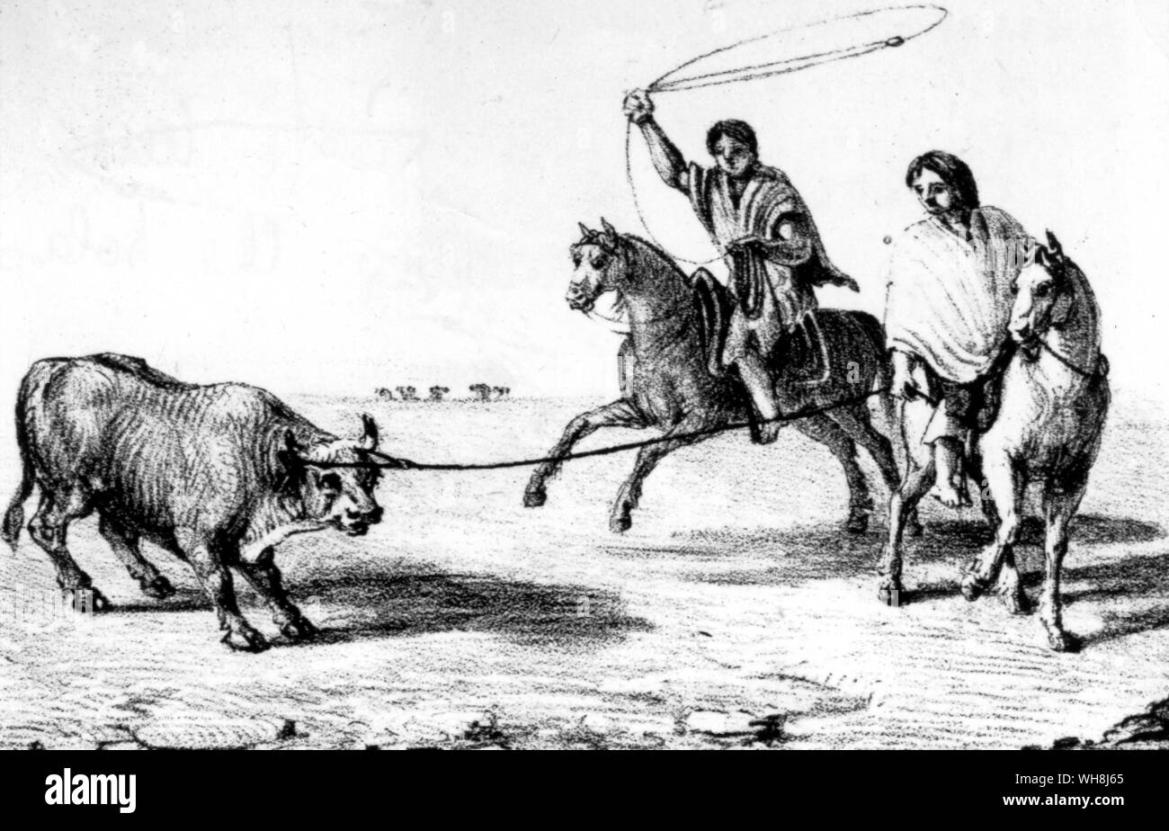 Il lazo - Il Gaucho, quando si ha intenzione di utilizzare il lazo, mantiene una piccola bobina nella sua briglia mano e nell'altra tiene la esecuzione di cappio, che è reso molto grandi, aventi generalmente un diametro di circa otto metri. Darwin e la Beagle da Alan Moorhead, pagina 114. Foto Stock