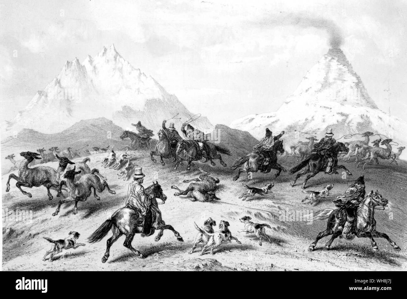 A caccia del guanaco. "In molte delle loro abitudini sono come pecore in un gregge. Così quando vedono gli uomini si avvicinano in diverse direzioni a cavallo, diventano disorientati e non sappiamo in che modo di girare.' Darwin e la Beagle da Alan Moorhead, pagina 146. Foto Stock