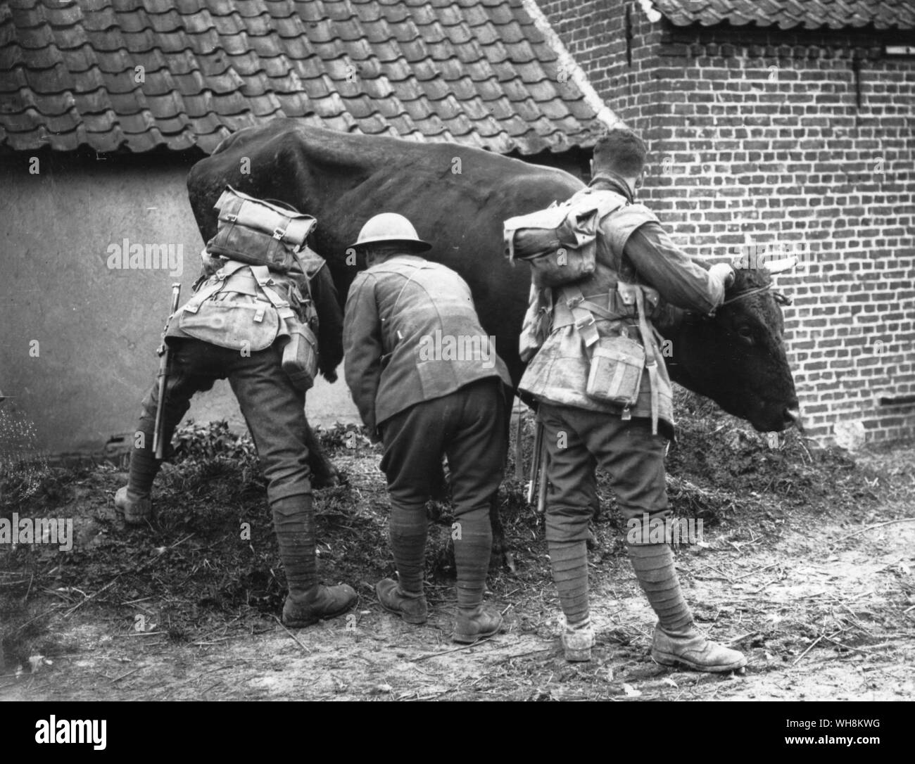 Offensiva tedesca sul Lys. Le truppe di mungere una mucca trovata in evacuato Marquois Aprile 1918 . Vacca francese Foto Stock