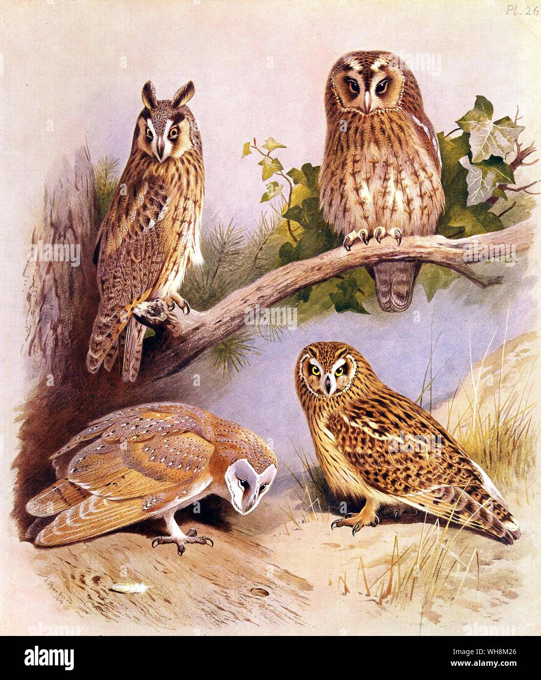 Barbagianni. Long Eared Owl. Breve Eared owl e Allocco Foto Stock