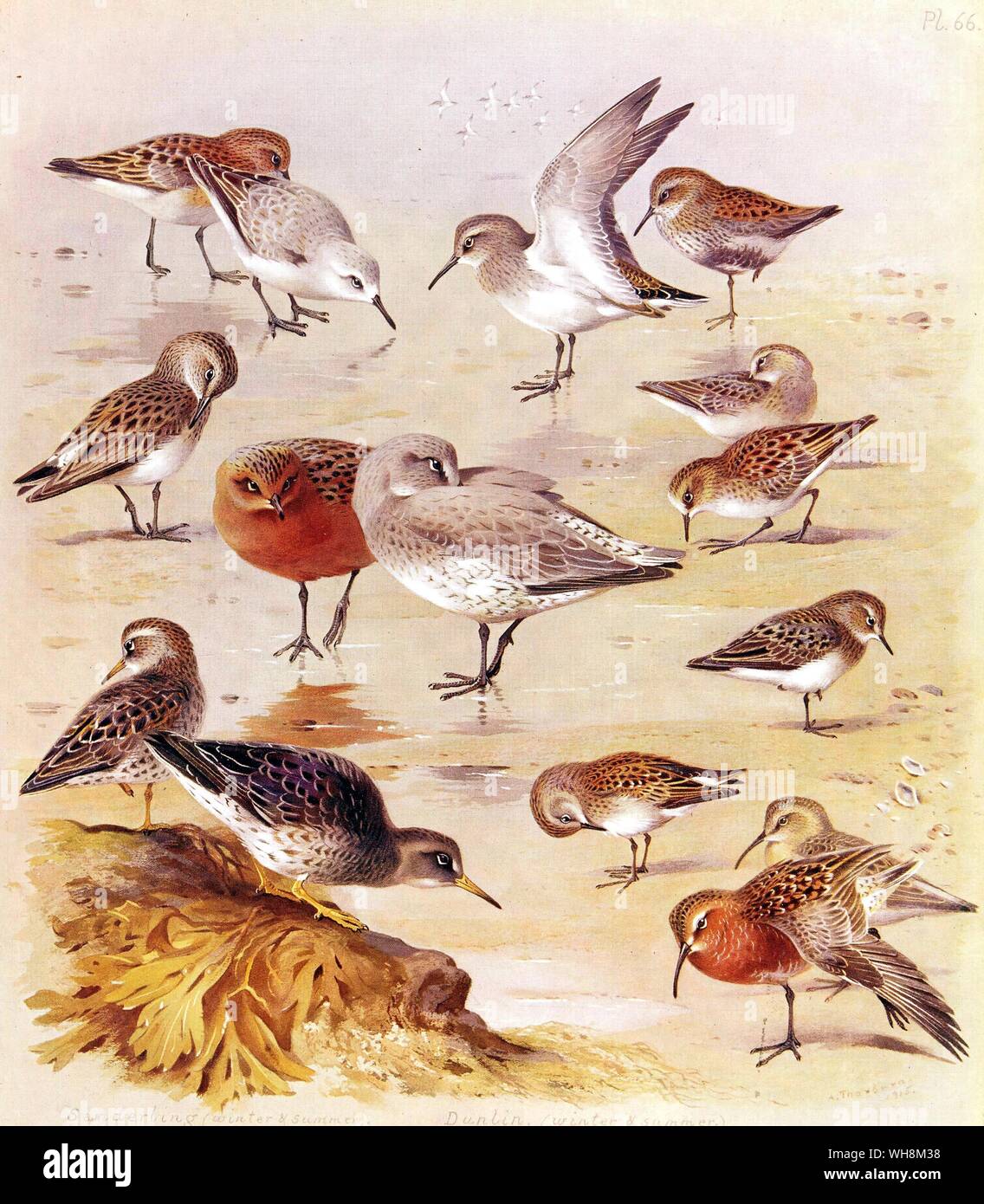 Little stint. Di Temminck stint. Almeno il Sandpiper. White Rumped Sandpiper. Purple Sandpiper. Dunlin. Curlew Sandpiper Knot e Sanderling Foto Stock