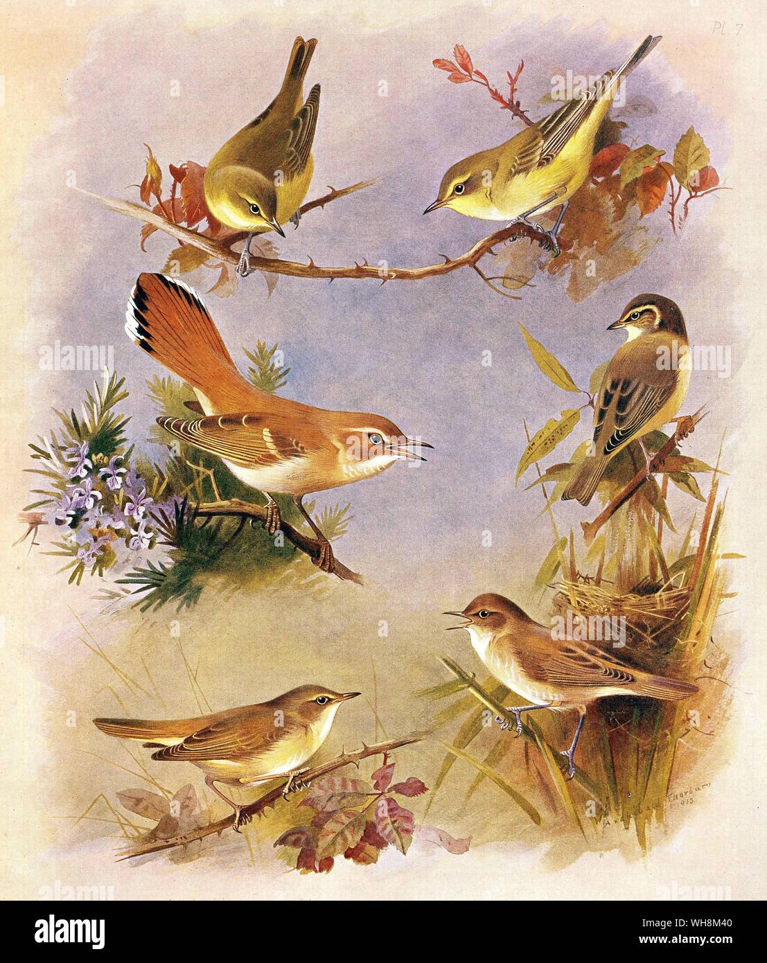Radde di salice trillo. Rufous Bush Robin. Olivaceous trillo. Icterine trillo. Marsh trillo e Reed trillo Foto Stock