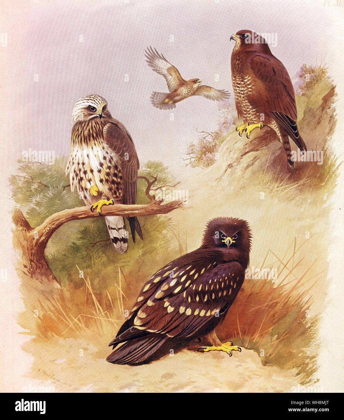 Zampe ruvida poiana. La poiana. Grande aquila chiazzato Foto Stock