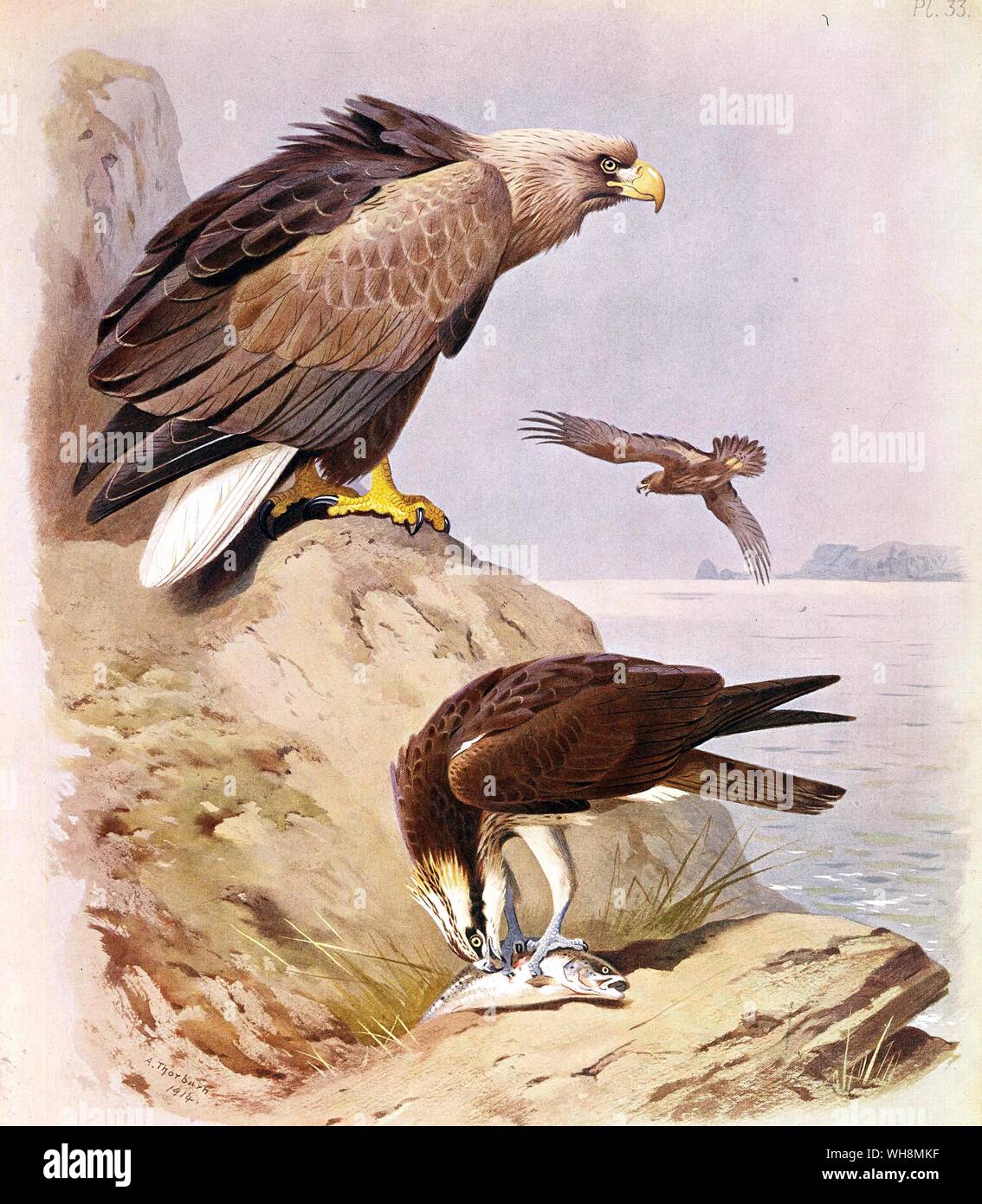 White Tailed Eagle e Osprey Foto Stock