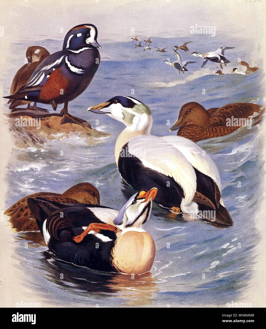 Harlequin Duck. Il sambuco anatra e Re Eider Duck Foto Stock