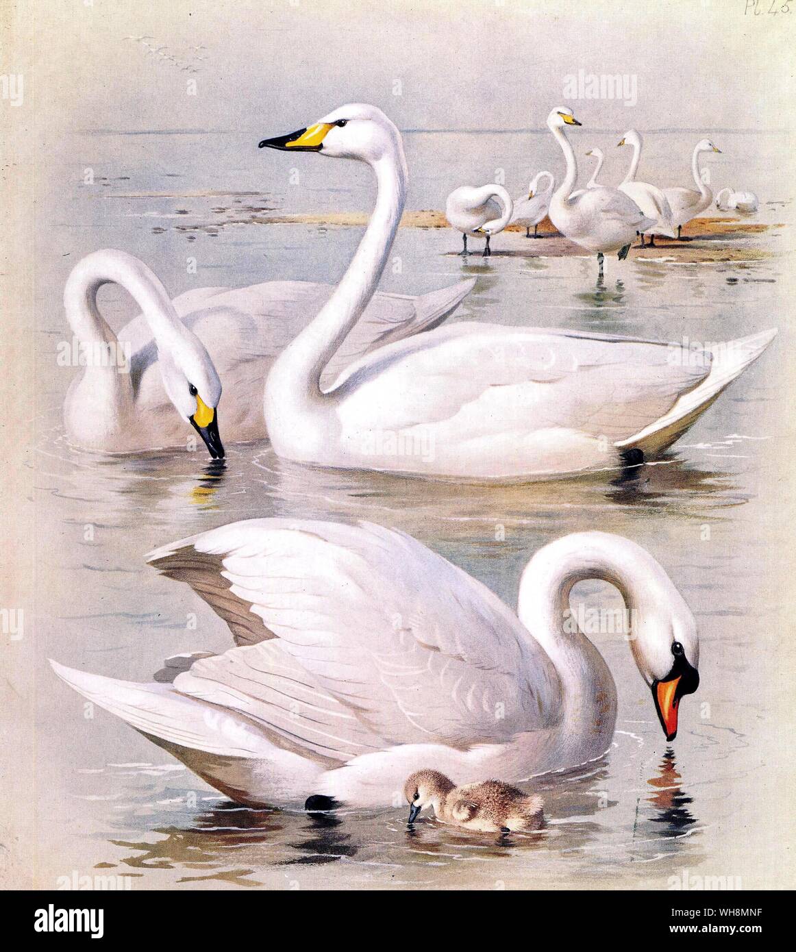Sibilo e Bewick's Swan. Whooper Swan e cigno Foto Stock