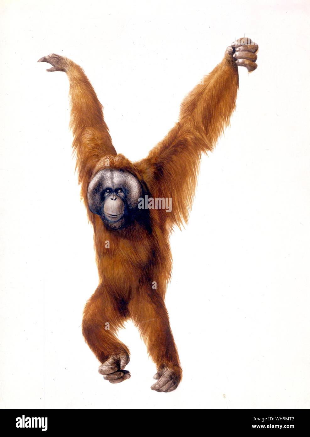 Orang utan Foto Stock