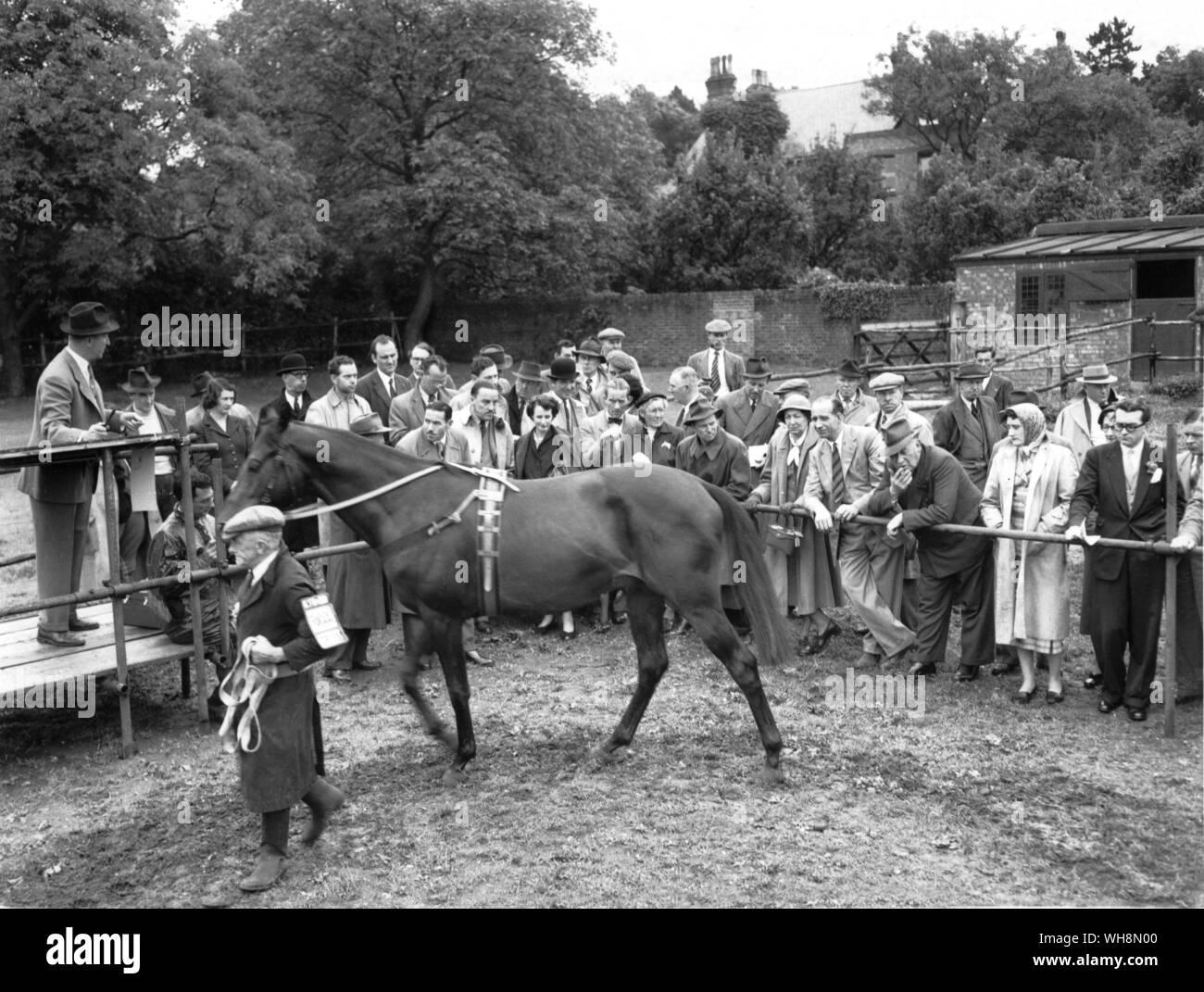 Francasal caso 1953 uno dei cavalli essendo aucioned nel 1954 . Il bagno ippodromo di cospirazione di scommesse Foto Stock