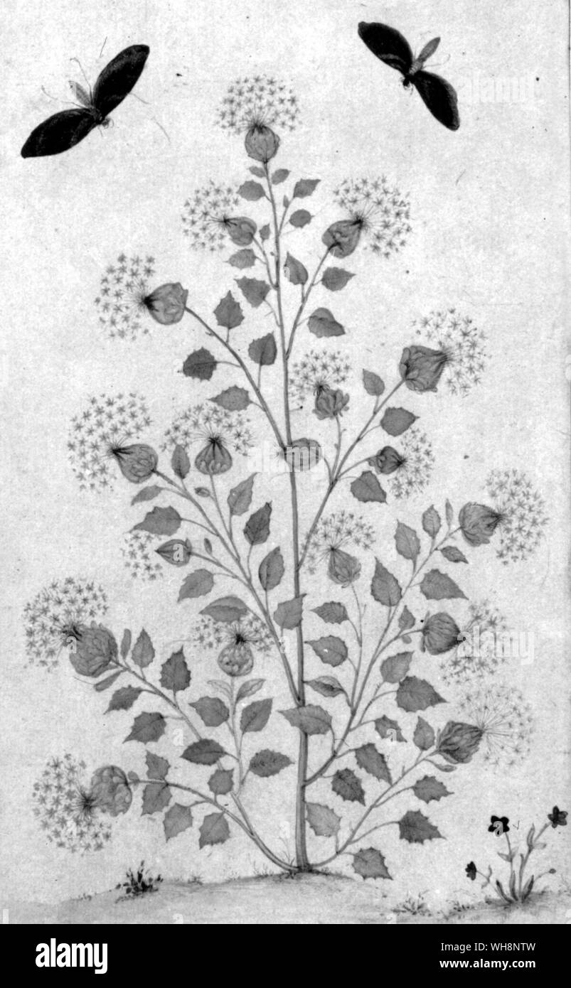 Foglia dal album che dara Shukoh ha dato ai suoi sife, Nadira Banu: c.1650 Foto Stock