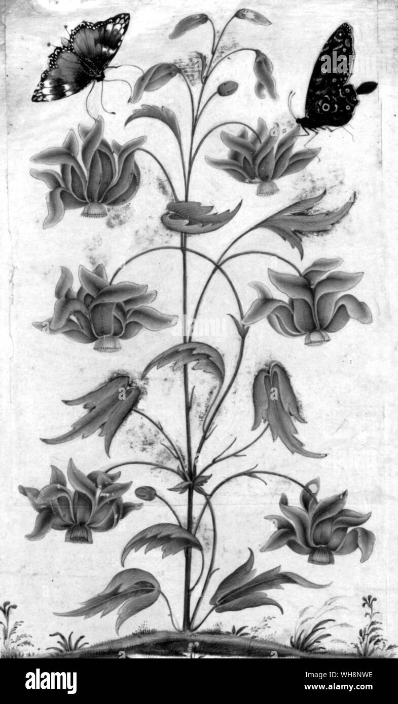 Foglia dal album che dara Shukoh ha dato ai suoi sife, Nadira Banu: c.1650 Foto Stock