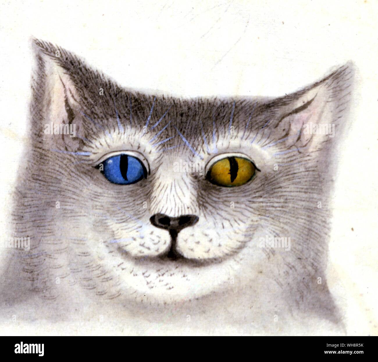 Un gatto con sei orecchie cresce dentro uno un altro e diverso occhi colorati. Foto Stock