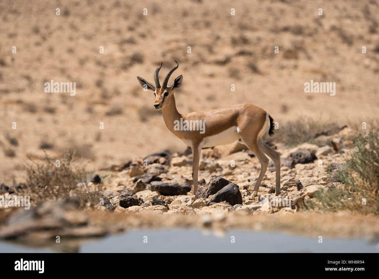 Voce maschile gazzella Dorcas (Gazella dorcas) nel deserto del Negev Israele Foto Stock