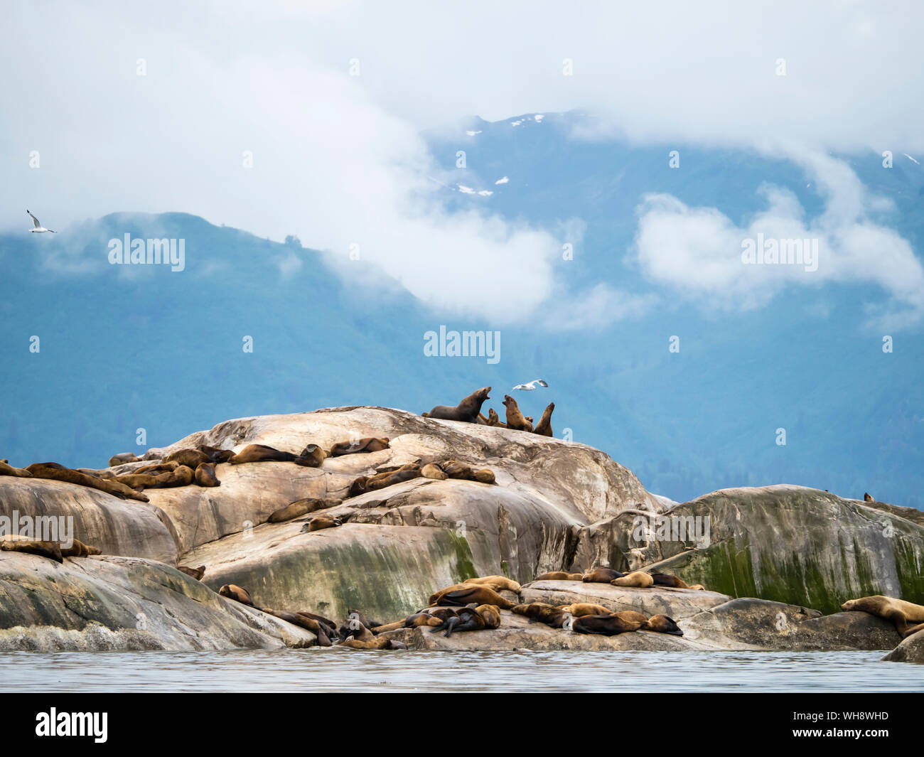 Steller leoni marini (Eumetopias jubatus) tirato fuori il sud dell'isola di marmo, parco nazionale di Glacier Bay, Alaska, Stati Uniti d'America, America del Nord Foto Stock
