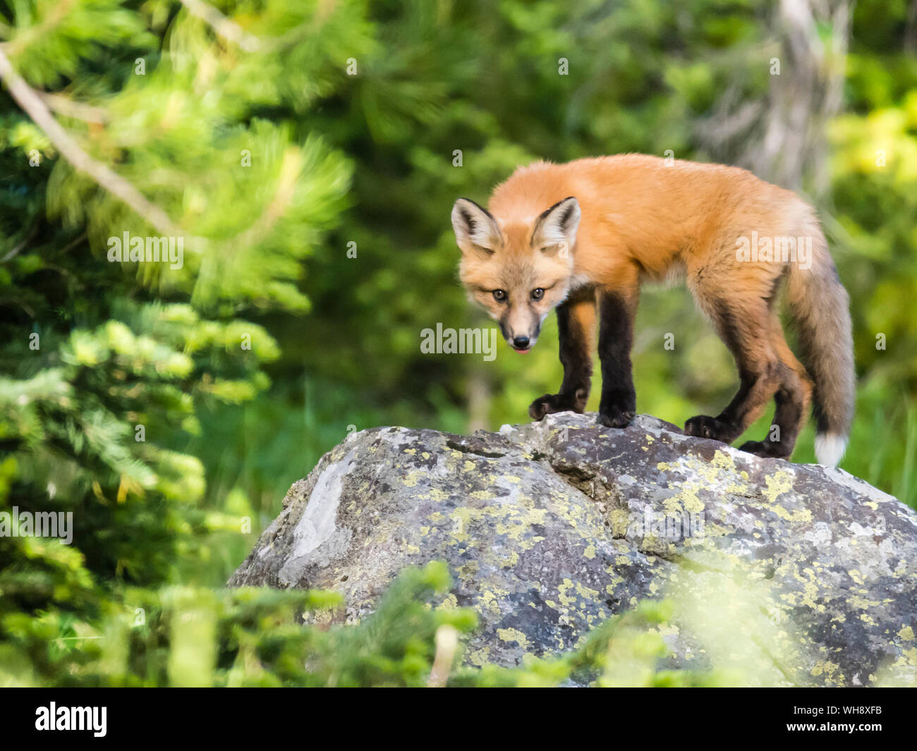Red Fox kit (Vulpes vulpes vulpes), circa due mesi di età vicino alla sua den a Leigh Lake, il Parco Nazionale del Grand Teton, Wyoming, Stati Uniti d'America Foto Stock