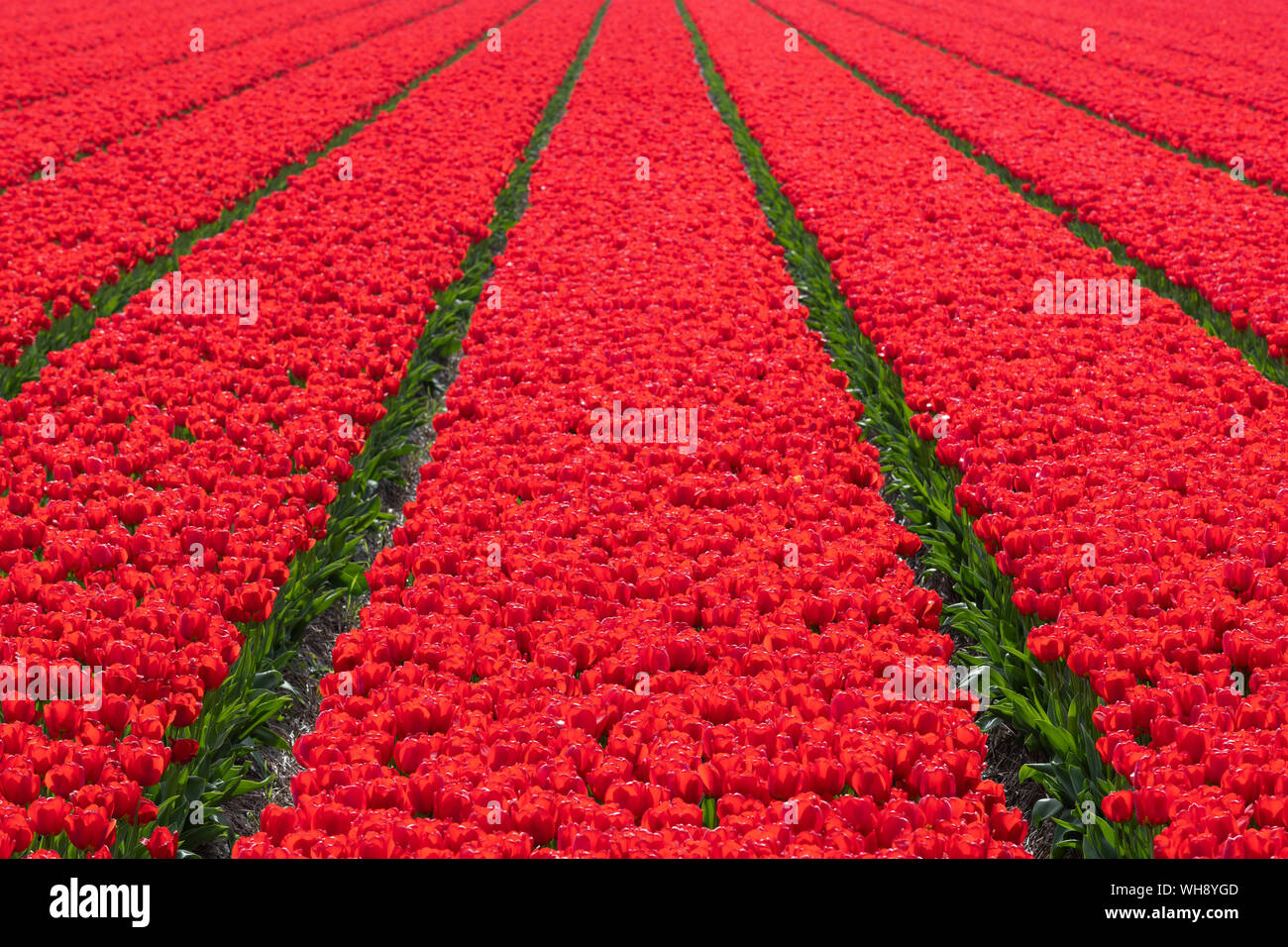Campi di Tulipani in Lisse, South Holland, Paesi Bassi, Europa Foto Stock