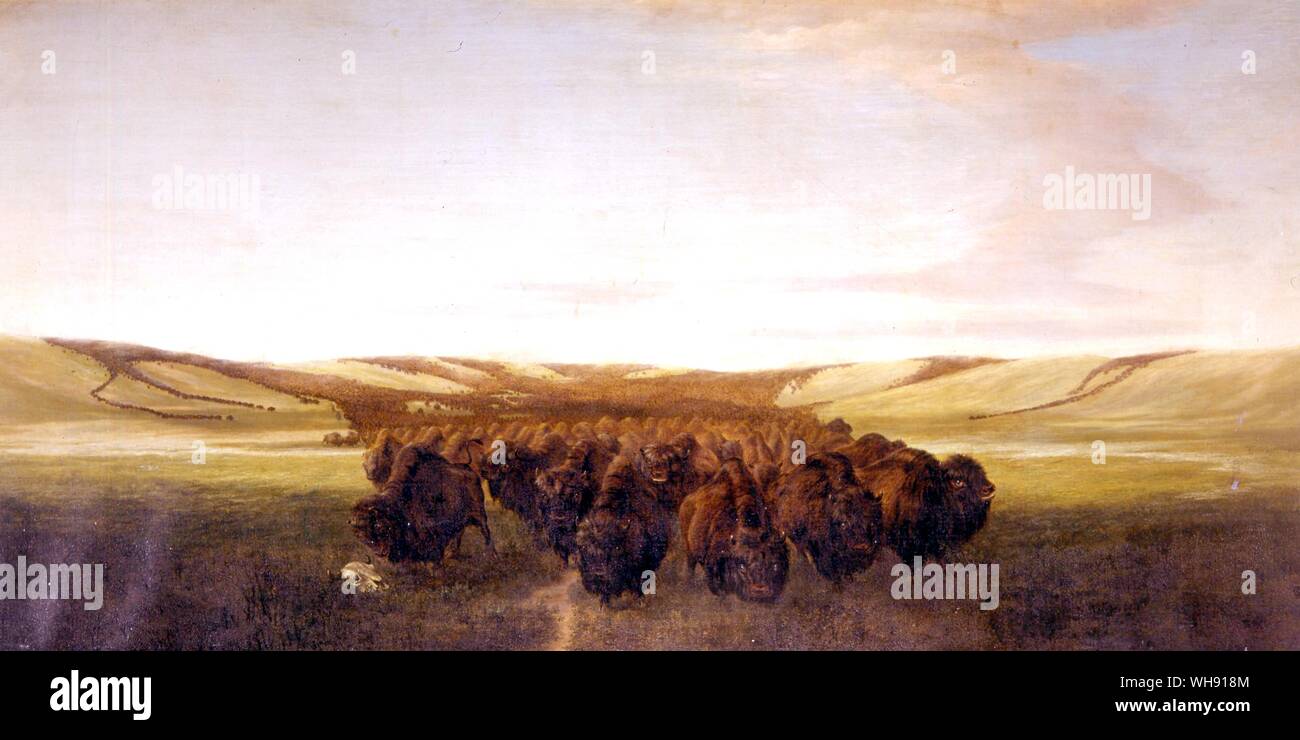 Una mandria di bufali, prima l'uomo bianco rivendicato la pianura per se stesso. Foto Stock