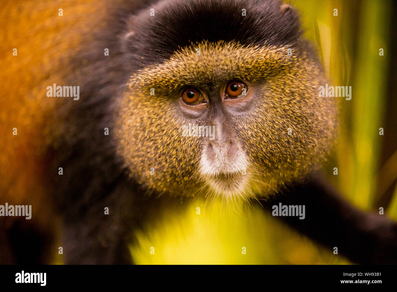 Scimmia dorata nel Parco Nazionale dei Vulcani, Ruanda, Africa Foto Stock