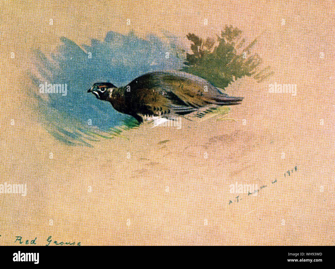 Pernice rossa Foto Stock