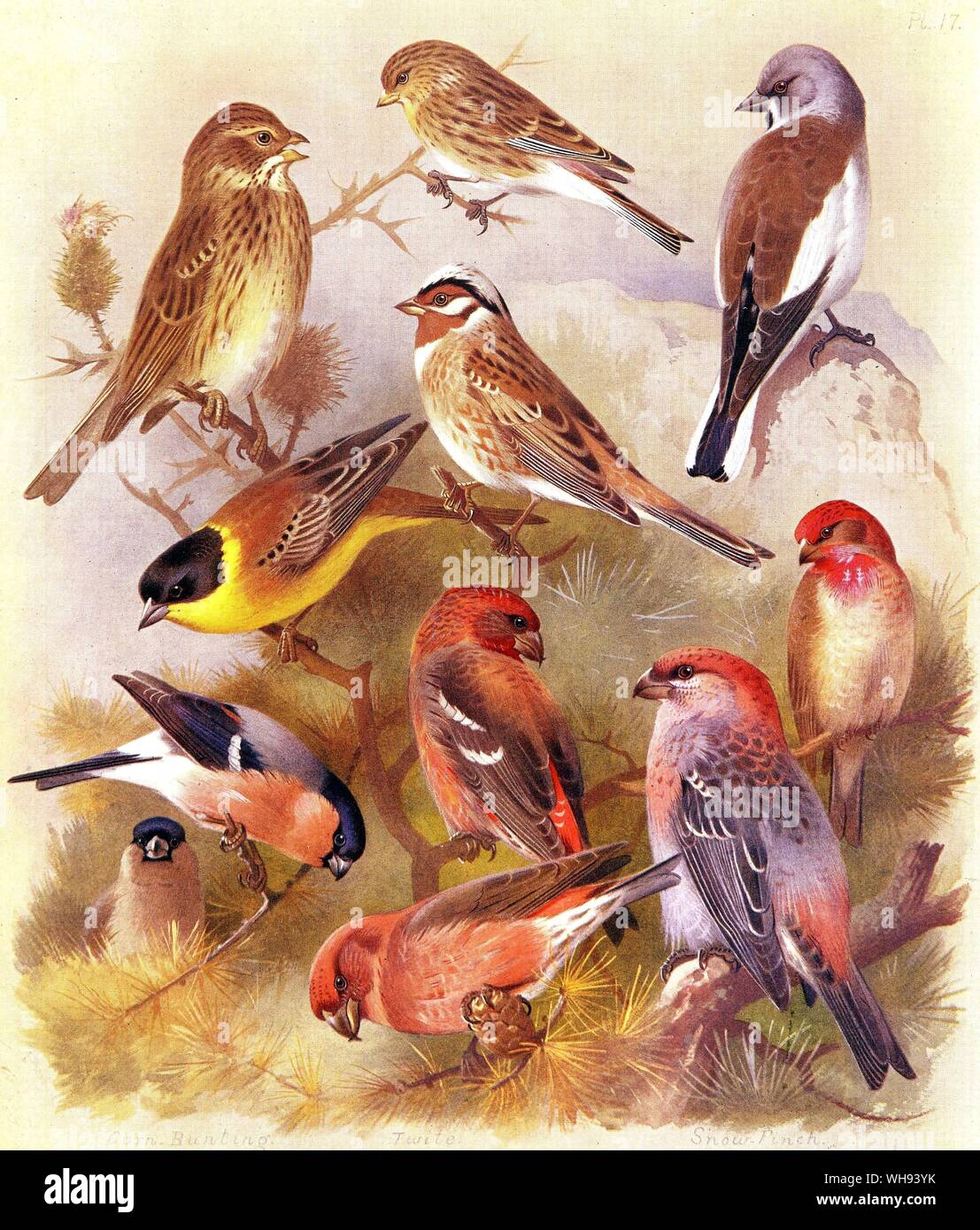 Fringuello alpino. Twite. Scarlet Grosbeak. Pine Grosbeak. Parrot Crossbill. Crossbill. Bianco Crossbill alato. Bullfinch e Corn Bunting Foto Stock