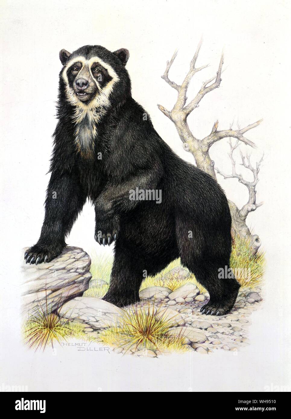 Solo orso nativo del Sud America l'Orso Spectacled Foto Stock