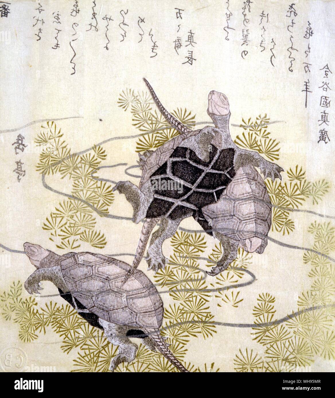Arte: giapponese - grafica. Le tartarughe marine e waterweeds da Gakutai, c.1819 Foto Stock