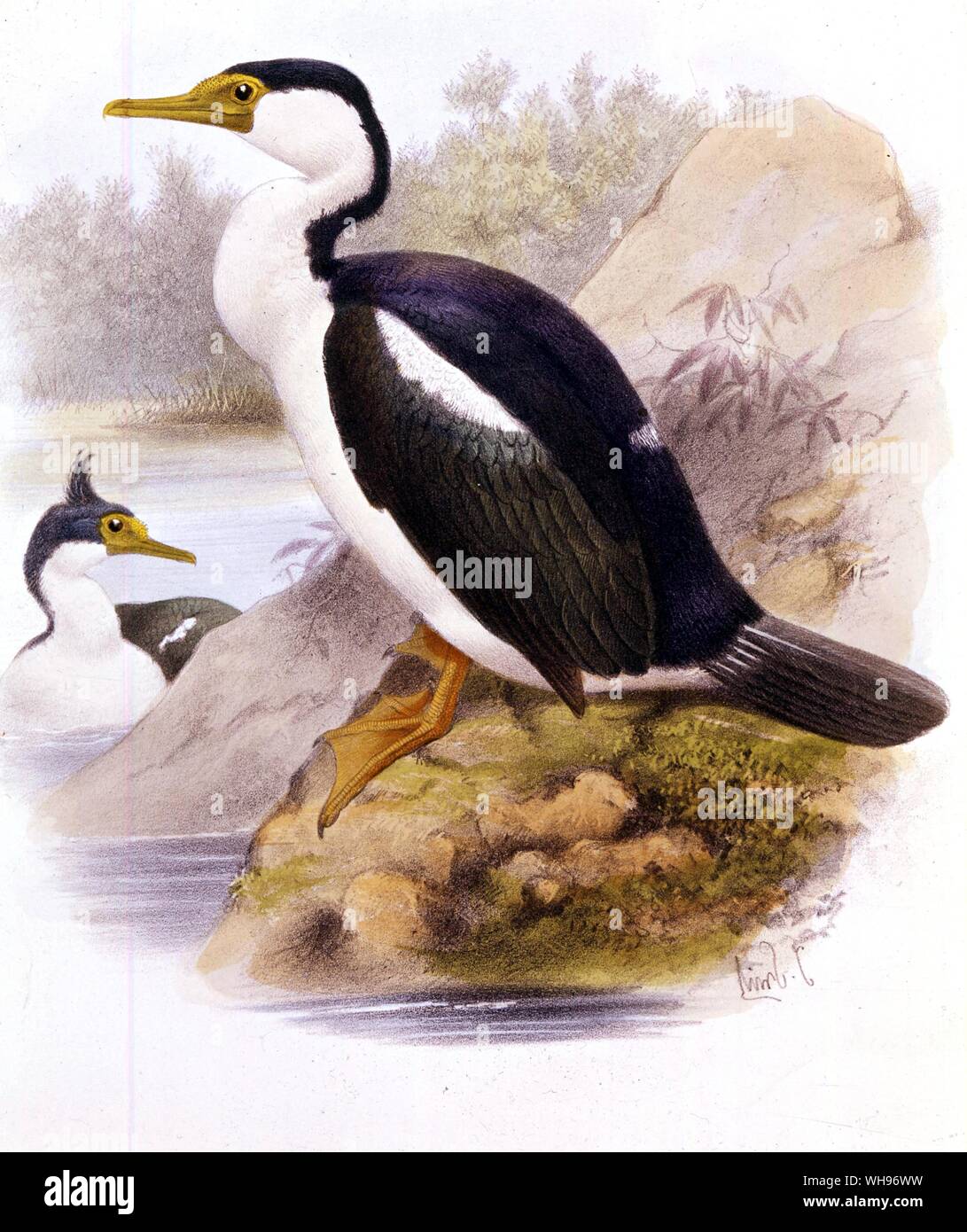 La sottospecie phalacrocorax imperialis (r) e P. albiventris (r), cormorani dalle Isole Falkland. Foto Stock