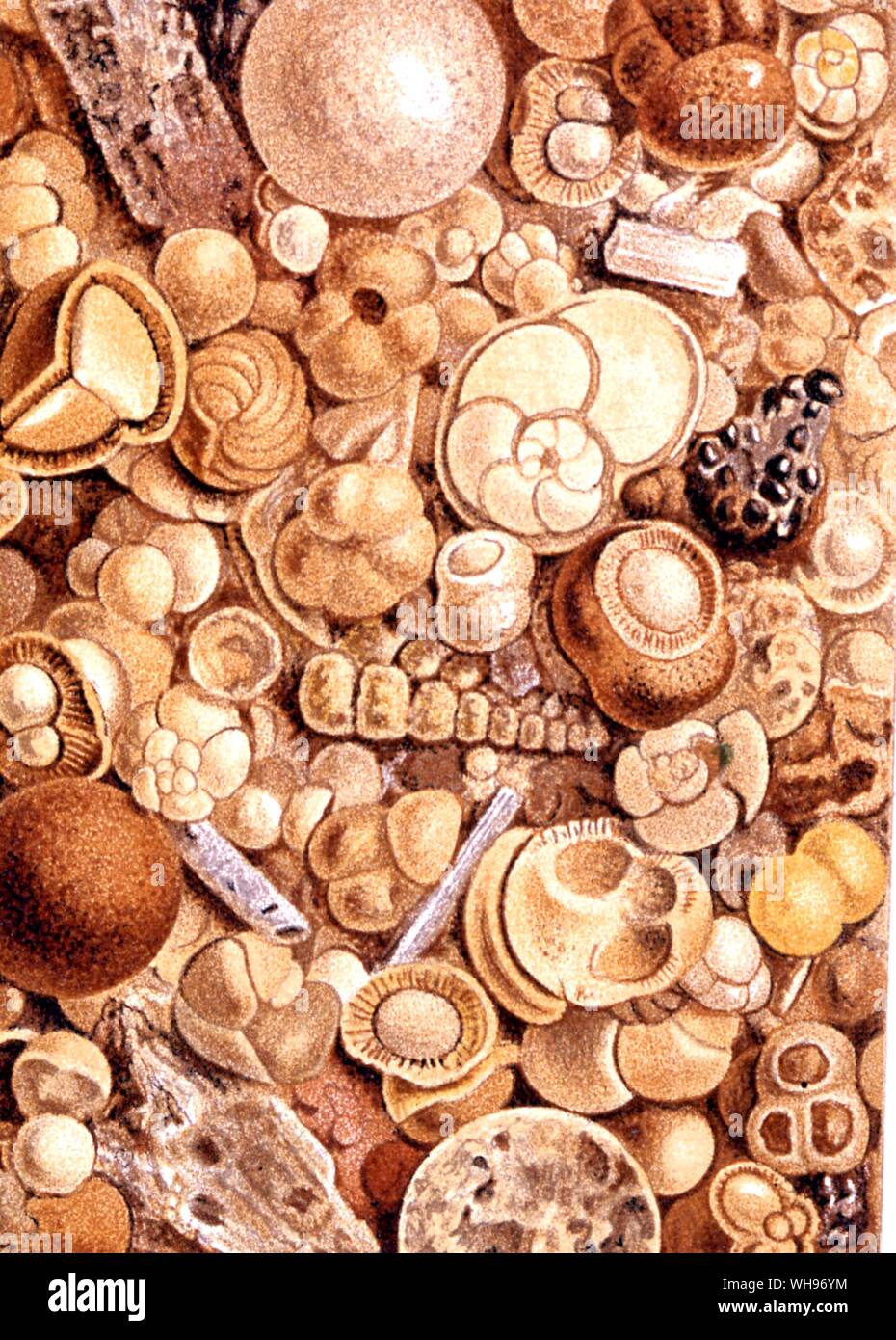 HMS di esplorazione di Challenger. Piccoli oggetti raccolti dal pavimento del mare/i foraminiferi del Sud Pacifico, ingrandita 25 volte, 1450 braccia Foto Stock