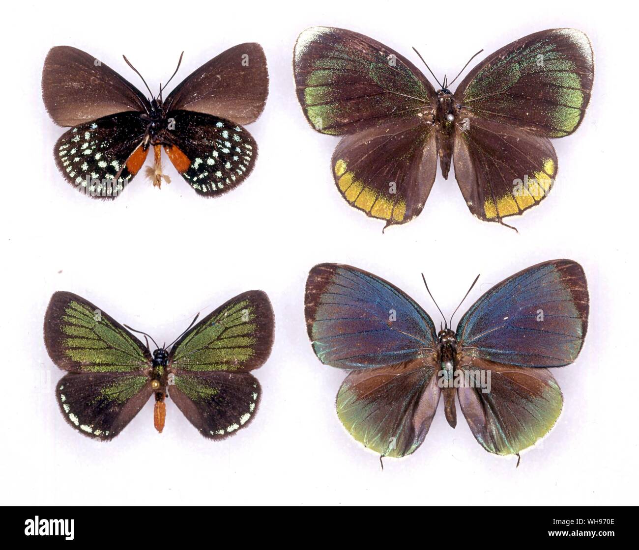 Farfalle e Falene - (da sinistra a destra) Eumaeus atala (la parte inferiore del maschio), Theorema eumenia (femmina), Eumaeus atala (maschio), Theorema eumenia (maschio) Foto Stock