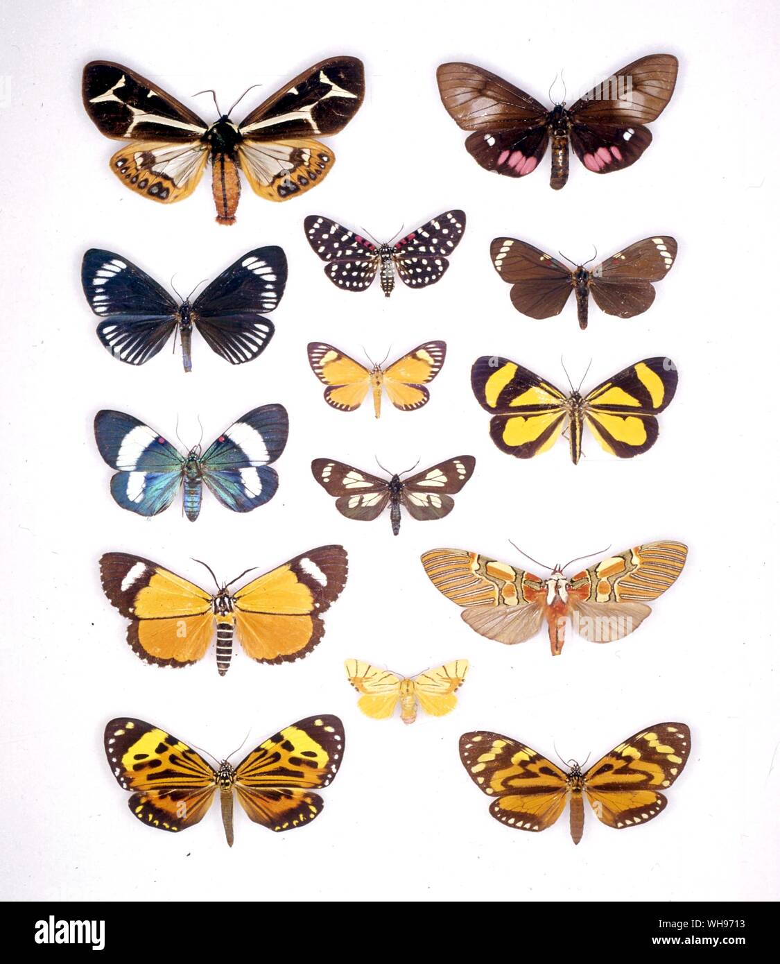 Farfalle e Falene - (in alto a sinistra a in basso) Dysschema mariamne, Hypocrita aletta, Hypocrita dejanira, Phaegorista similis, chetone histrio - (centrale parte superiore a quella inferiore) Composia credula, Calodesma maculifrons, Gnophaela per la Salmonella Arizonae, Camptoloma interiorata - (in alto a destra in basso) Dysschema tricolora, Phaloesia saucia, Ephestris melaxantha, Anaxita drucei, chetone angulosa Foto Stock