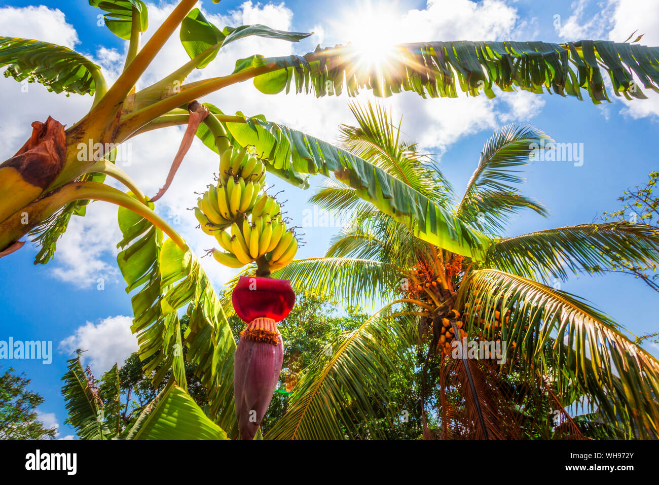 Albero di banane in Vinales, Sito Patrimonio Mondiale dell'UNESCO, Pinar del Rio Provincia, Cuba, West Indies, dei Caraibi e America centrale Foto Stock