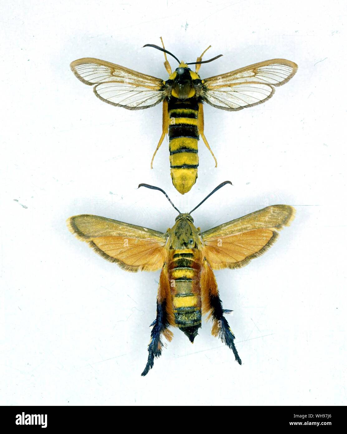 Farfalle e Falene - Sesia apiformis (top) e Melittia gloriosa (fondo) Foto Stock