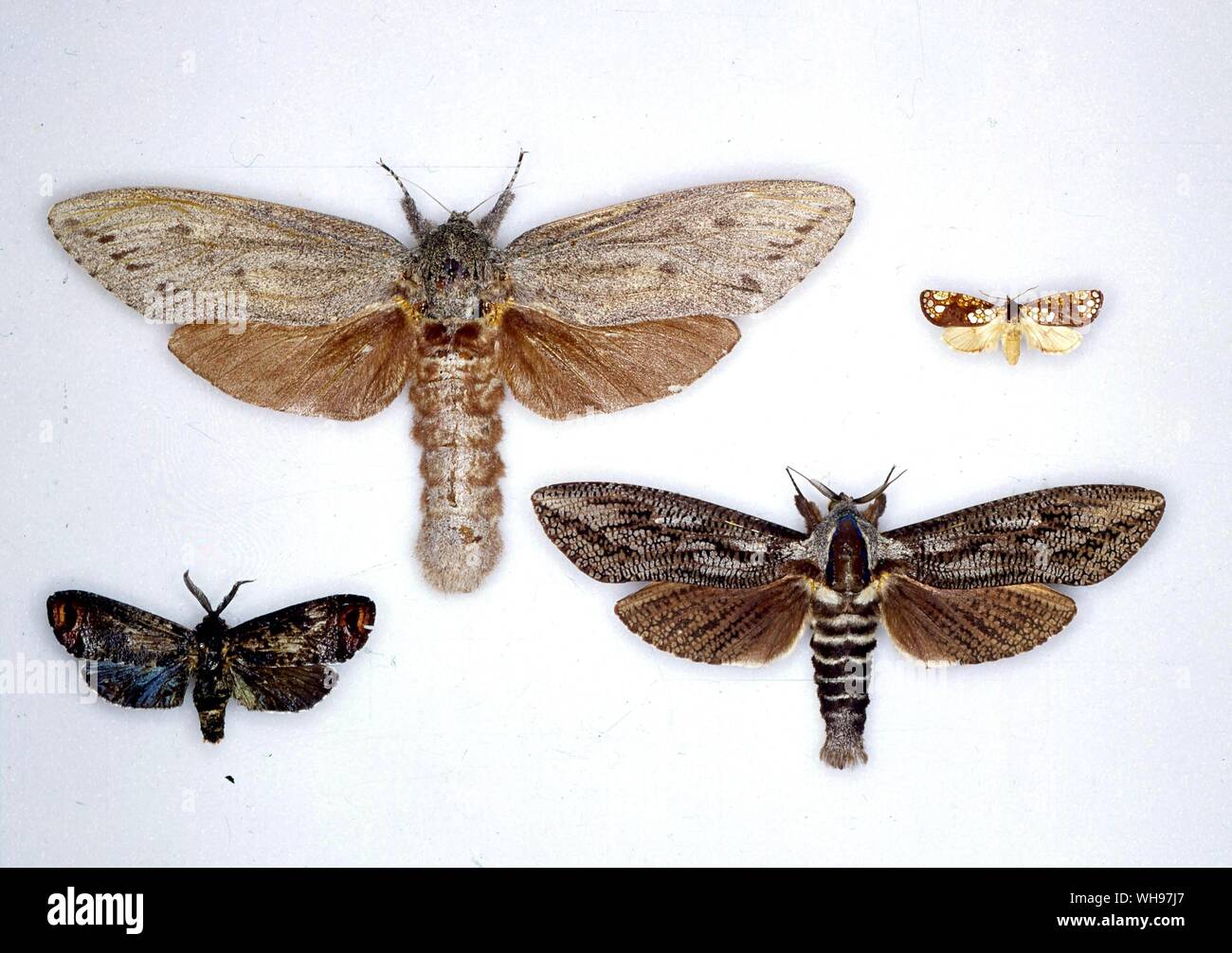 Farfalle e Falene - da sinistra a destra dal lato superiore - Xyleutes affinis, Dudgeonea actinias, Allostylus caerulescens, eucalypti Xyleutes Foto Stock