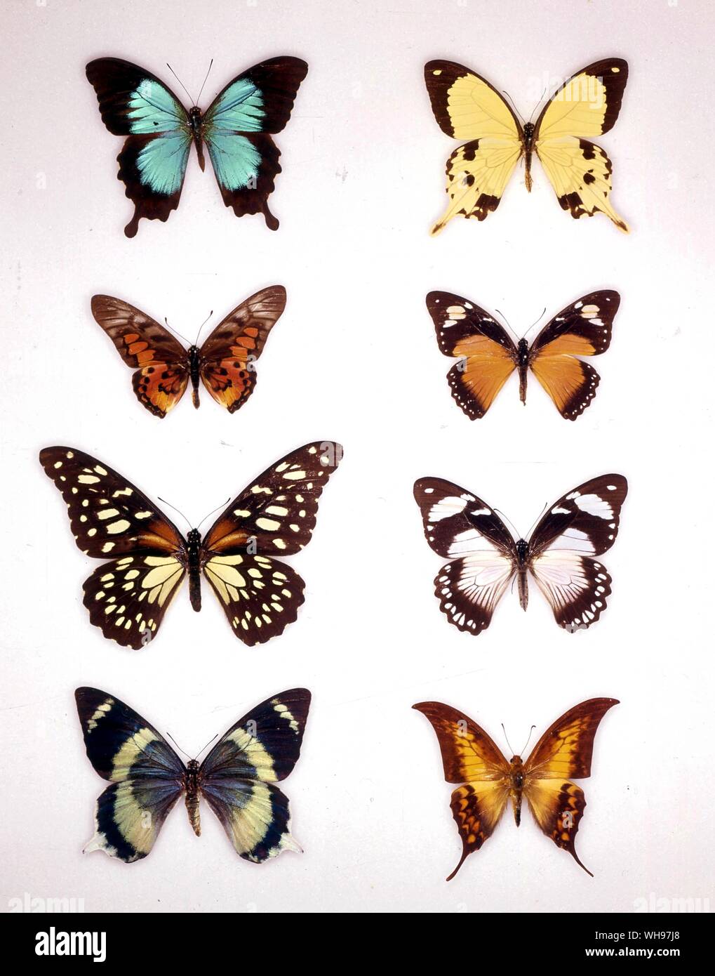 Farfalle e Falene - (da sinistra a destra) Papilio montrouzieri, Papilio dardano (maschio), Graphium ridleyanus, Papilio dardano (femmina), Papila rex, Papilio dardano (femmina), Papilio laglaizei, Dabasa payeni Foto Stock