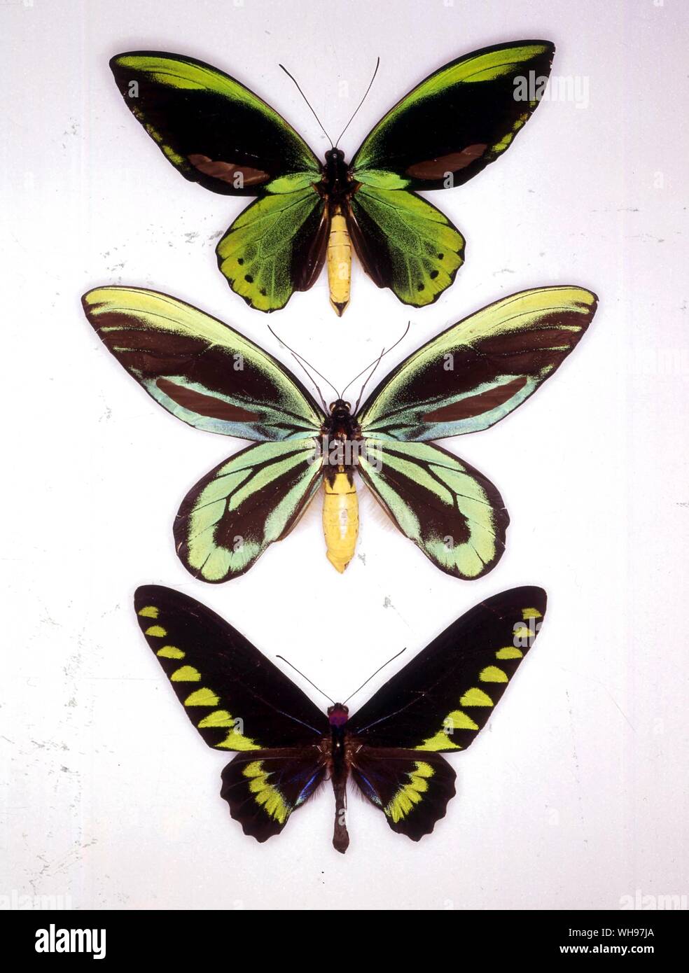 Farfalle e Falene - (in alto a sinistra a in basso) Ornithoptera allottei, Ornithoptera alexandrae, Troides trojana Foto Stock
