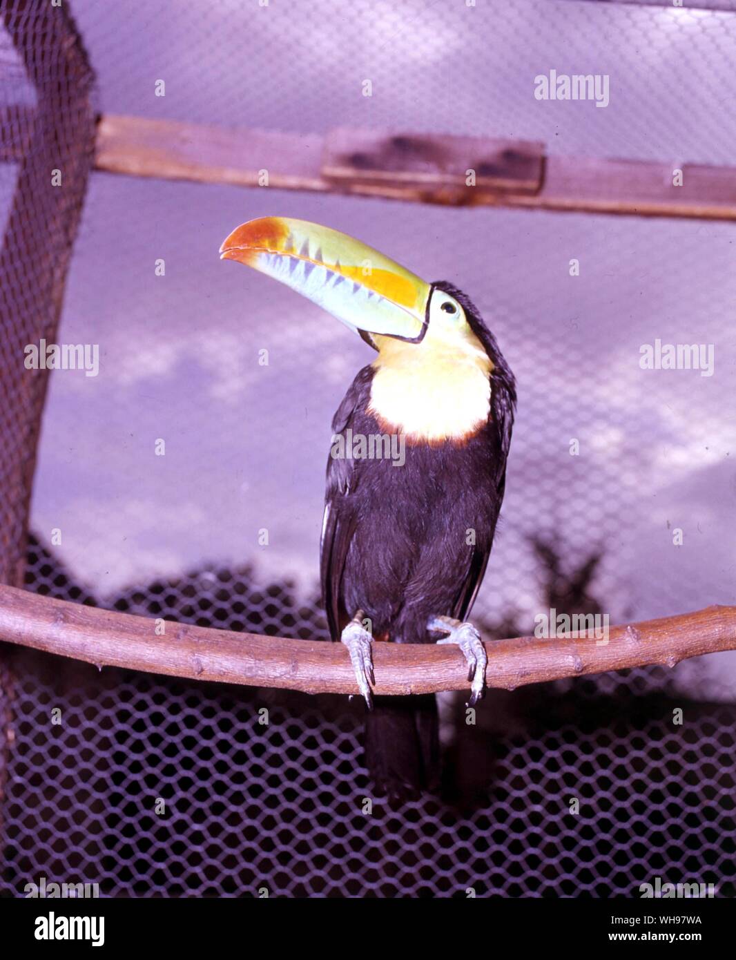 Zolfo-breasted Toucan Foto Stock