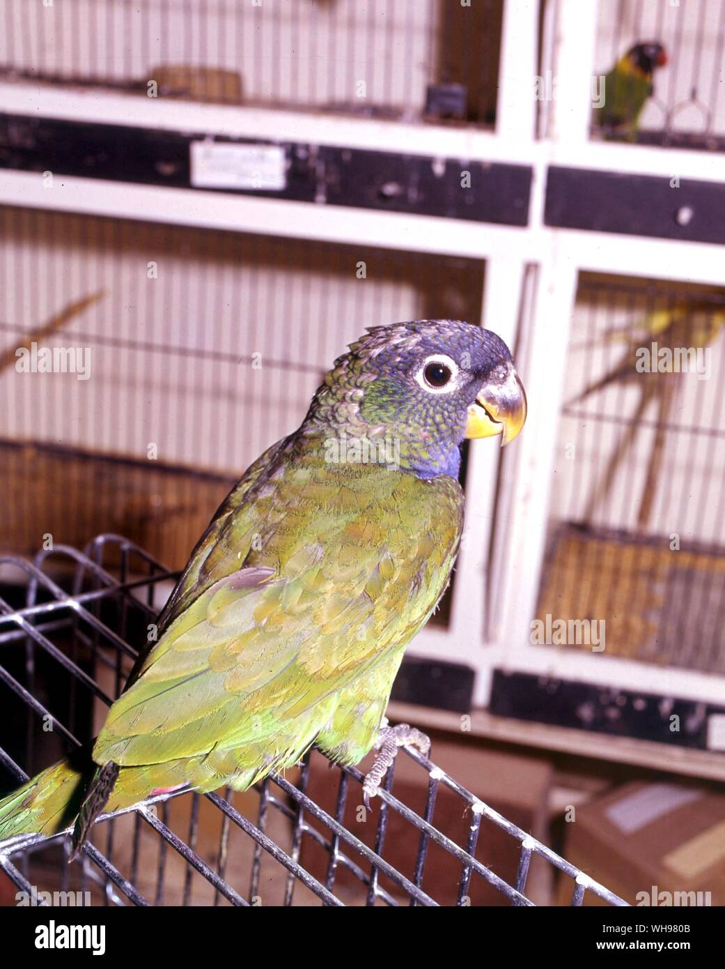 Maximilian's Parrot Foto Stock