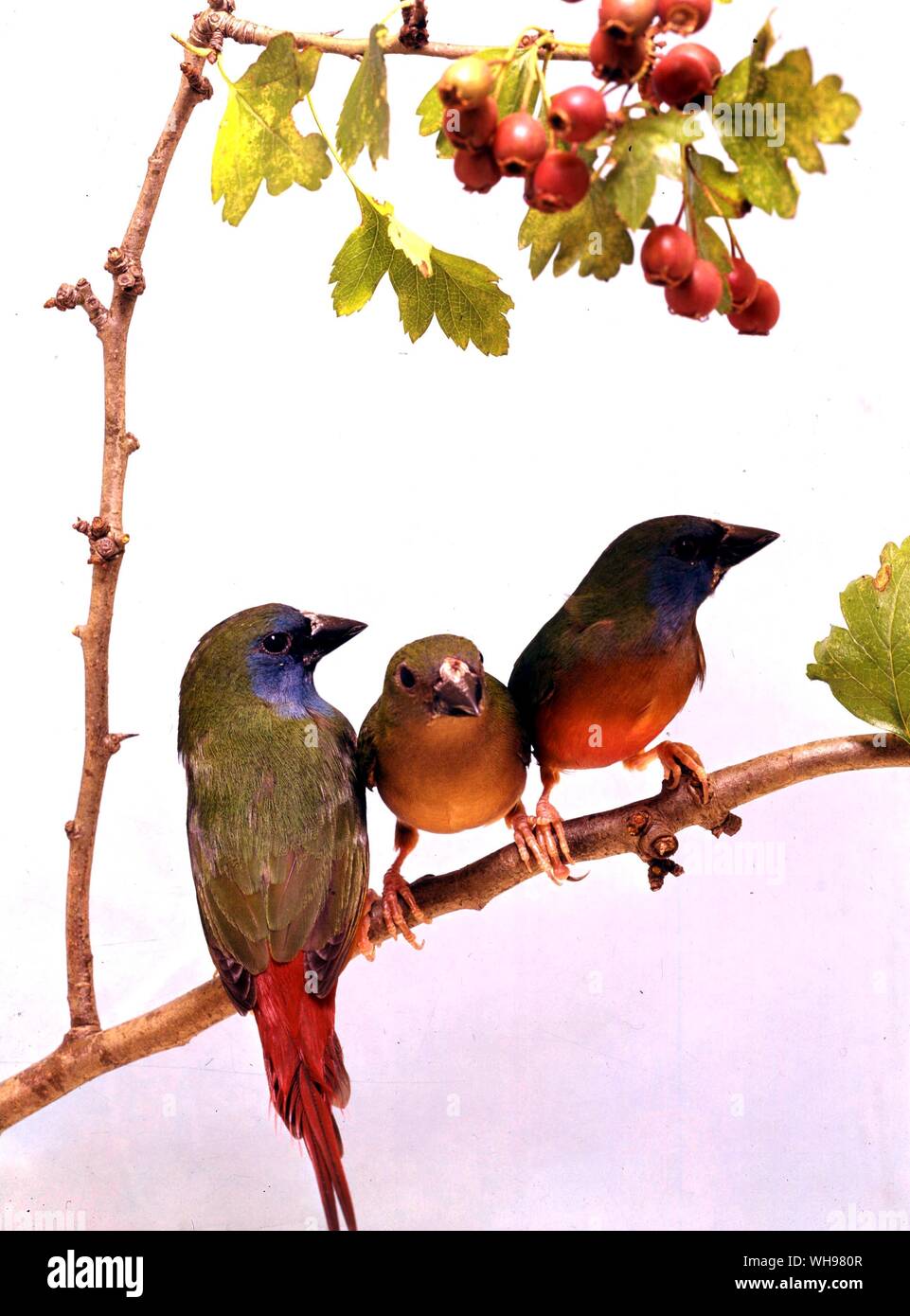 Tre pin-tailed Parrot fringuelli, gallina in centro (retro della camicia del libro) Foto Stock