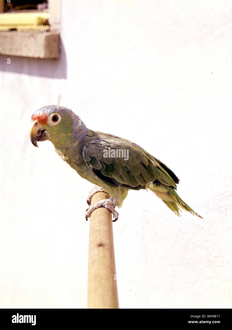 Rosso fiammante Amazon Parrot (giovane uccello) Foto Stock