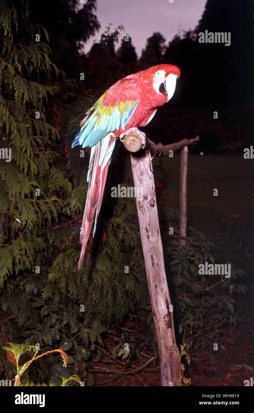 Il rosso e il blu Macaw Foto Stock