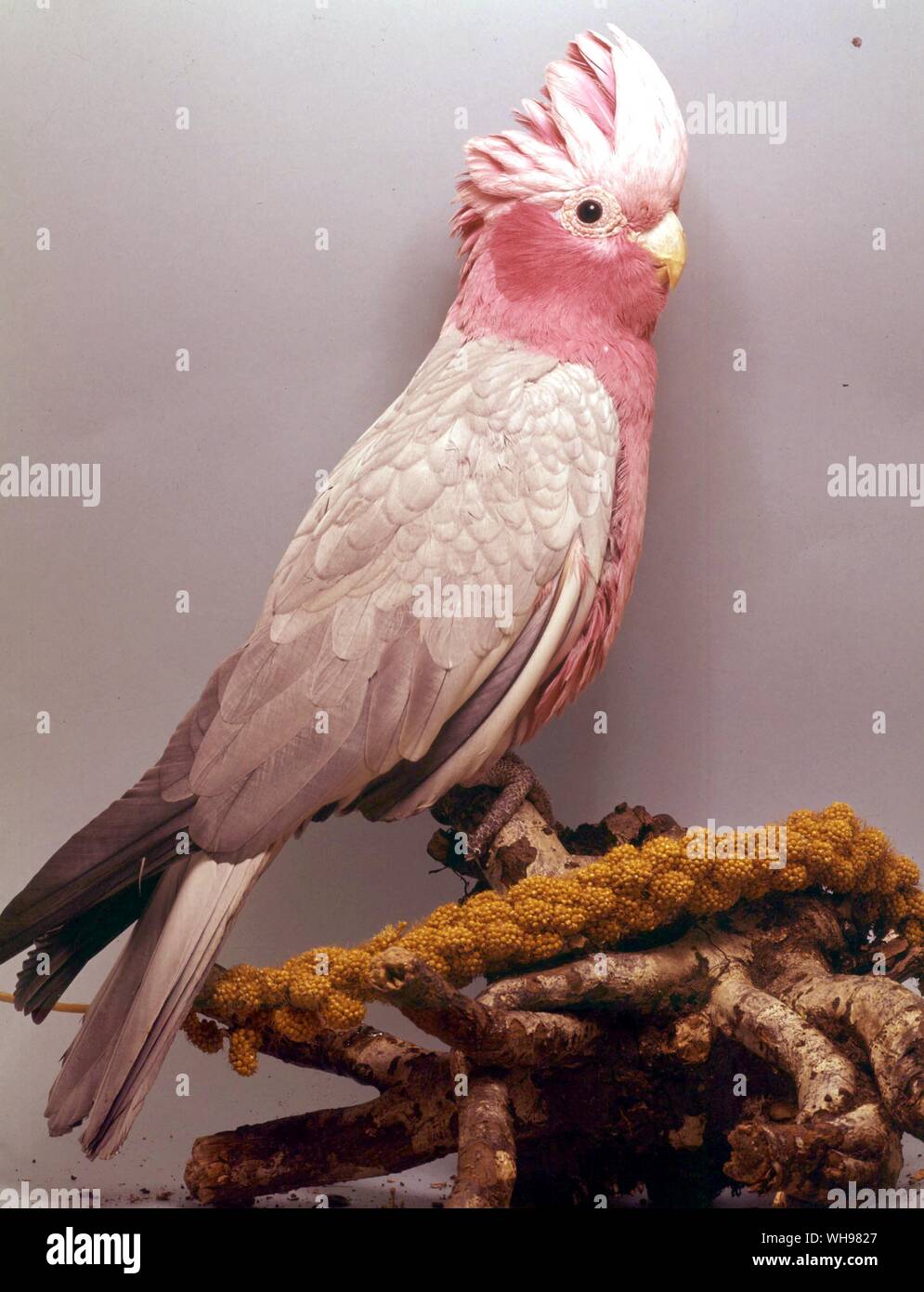 Roseate Cacatua Foto Stock